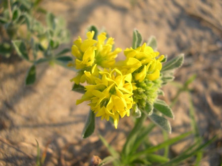 Leguminosa di spiaggia - Medicago marina